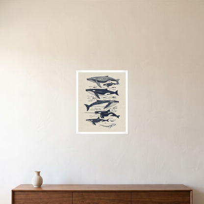 room-white-40x50